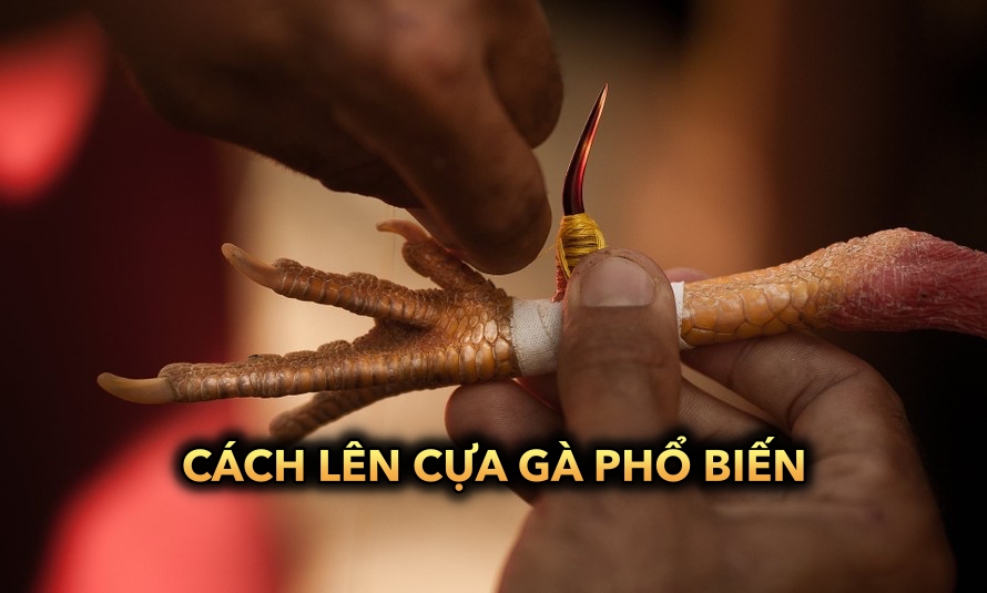 Cách lên cựa gà phổ biến | Hướng dẫn chi tiết cách thực hiện