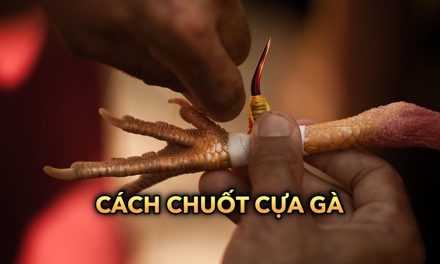 Cách chuốt cựa gà đúng kỹ thuật đảm bảo khả năng chiến đấu