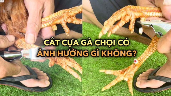 Tìm hiểu liệu cắt cựa gà chọi có ảnh hưởng gì không?