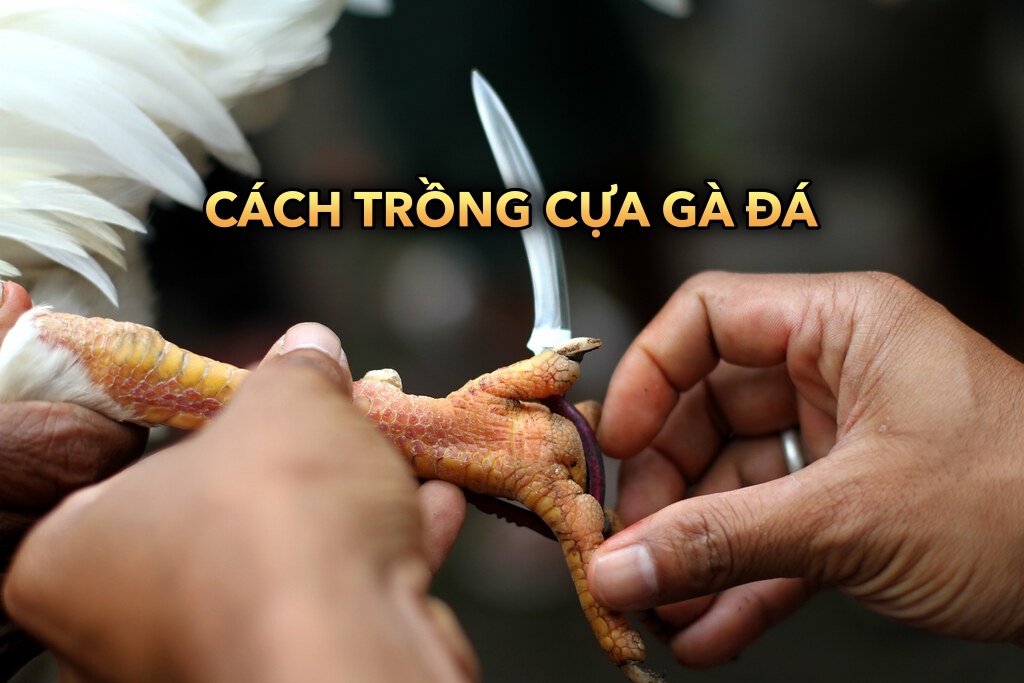 Cách trồng cựa gà đá | Kỹ thuật quan trọng trong nuôi gà đá