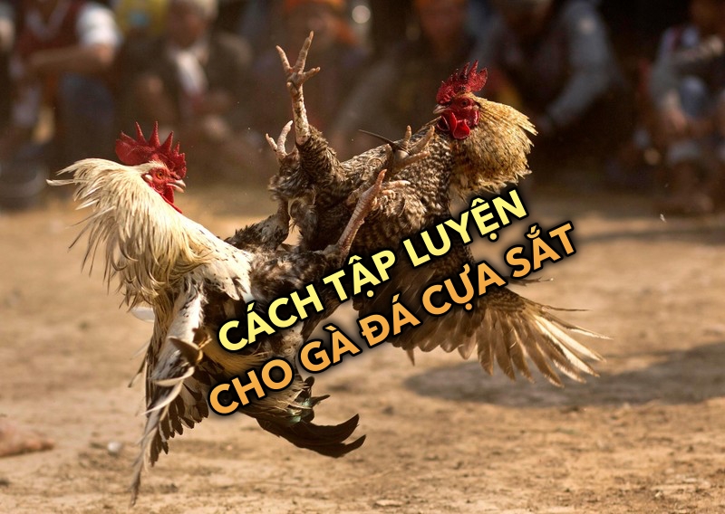 Cách tập luyện cho gà đá cựa sắt tăng cường sức mạnh