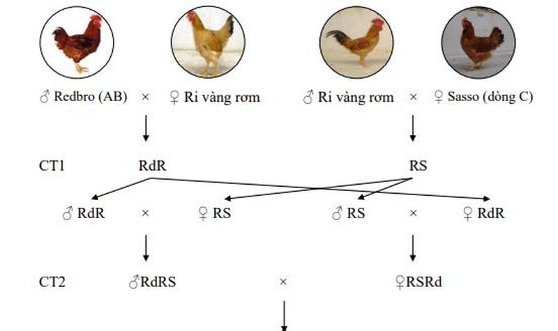 Cách lai tạo gà đá cựa