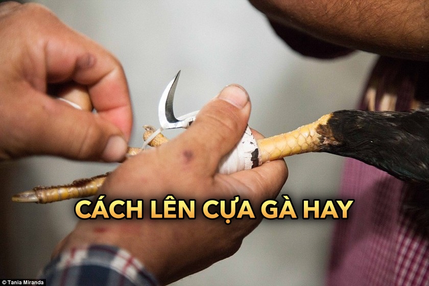 Cách lên cựa gà hay | Kỹ thuật tối ưu để chiến thắng