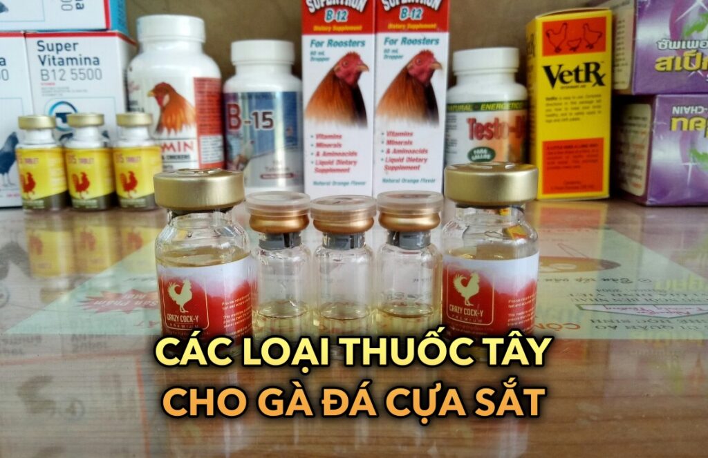 Cách sử dụng các loại thuốc tây cho gà đá cựa sắt 